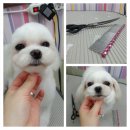 퍼피몽몽 이미지