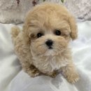 오독안심분양센터 강아지분양 고양이분양 하남점 이미지