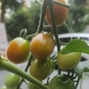 주영김밥 이미지