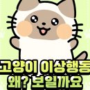 83. 고양이 정보(고양이 이상행동? 왜 보일까요?) 이미지