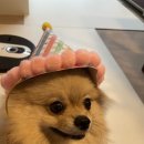 백슬동물병원 | [백슬동물병원] 슬개골 탈구 수술후기!