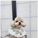 오늘, 예쁘개 이미지