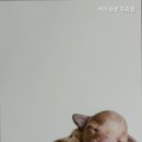 쉬즈산후조리원 네이버블로그