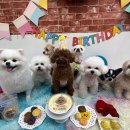 나인페츠 이미지