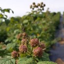 마리네 농장 이미지