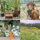 청솔농장 | 강릉 이색체험 여행지 뒷뜨루 관광농원 동물농장