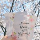 드림파크 | 2026 드림파크 벚꽃길 산책 후기｜한적하게 즐긴 인천 숨은 벚꽃 명소