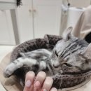 마이모브 이미지