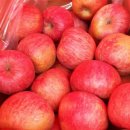 일미농원 이미지