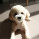 아띠앤펫 이미지