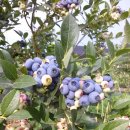 황금들 농장 이미지