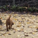 펫푸드교실 이미지