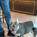 쿠쿠펫(KOOKOOPET) 이미지