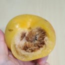 대왕청과 이미지