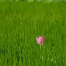 송행정사사무소 네이버블로그