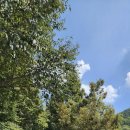 백야자연휴양림 이미지