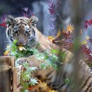 서울대공원 이미지