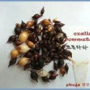타타코 이미지