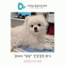 윌동물외상센터 | 철산동 동물병원) 강아지 &#34;또또&#34; 건강검진 후기 (흑색종, 담낭 슬러지, 관절염)