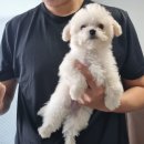 춘천 강아지분양 후기 공주애견 블랙도그 말티푸 분양 반가워 누리야