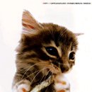 고양이의 하루 이미지