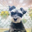 펫살롱 귀요미 이미지