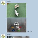 아지뜰 네이버블로그
