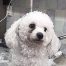 쿨독펫샵 이미지