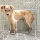 강아지본부 이미지