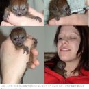 30g으로 태어난 희귀 ‘대나무 여우 원숭이’, 인기 만발 이미지