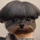 동네미용실 Daum카페