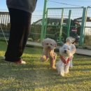 메이저 애견훈련학교 이미지