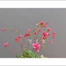 용해사