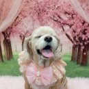 코코 반려견미용실 네이버블로그