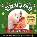 [함안보호소 유기견] "후추" "모카" 해외출국할때까지 잠시만 돌봐주실 단기임보처를 구합니다!!! (1-2달) 이미지