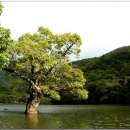 나무랑 풀이랑 이미지