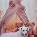 잘해줄개 이미지