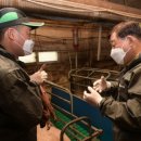 개량양돈 이미지