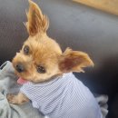 사랑실천동물병원 | 김천 " 사랑실천 동물병원 " 수컷강아지중성화 + 종합백신 비용