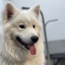 봉이네 애견미용 이미지