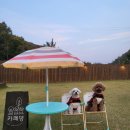 편안한 댕 이미지