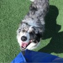 위드유애견 이미지