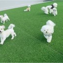 놀루오숑 이미지