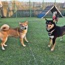 이누아이 | 수원 매탄동 애견호텔 시바이누 형제 인계동 강아지호텔 기록