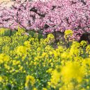 왕촌농원 이미지