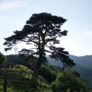 지리산 천년송 네이버블로그