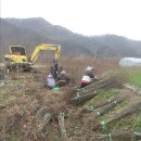 중국단풍, 대왕참나무 2년생 작업했습니다. 구경하세요^^(2년생 중국단풍 판매완료) 이미지