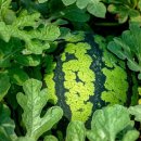 중문에코 이미지