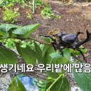 장수하늘소 Daum카페