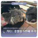 다루이(DARUI) | 금천구 애견호텔 다루이 애견유치원｜가산디지털단지역 강아지 호텔링 N번째 방문 찐후기, CCTV 확인 가능